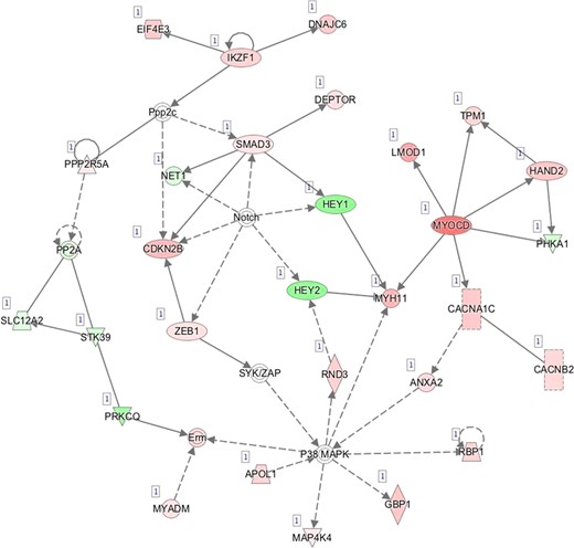 E—Network 5: Cellular Development, Cellular Growth and Proliferation, Embryonic Development.