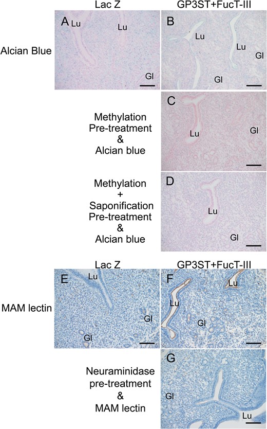 Sulfation and sialylation changes in uterine glycocalyx after the GP3ST+FucT-III transfection. Alcian blue (A–D) and Maackia amurensis mitogen (MAM) lectin (E–G) staining in uterine tissues 24 h after gene transfection of GP3ST+FucT-III (βGal 3-O-sulfotransferase (GP3ST)-alpha (1,3/1,4)fucosyltransferase) (B-D, F-G) or LacZ (β-galactosidase, as a control group; A, E). Methylation (G) or combined methylation-saponification (H) pretreatment before alcian blue staining, or neuraminidase pretreatment before MAM lectin staining (I) in uterine tissues from the GP3ST+FucT-III group. Lu, lumen; Gl, gland. Scale bars: 100 μm.