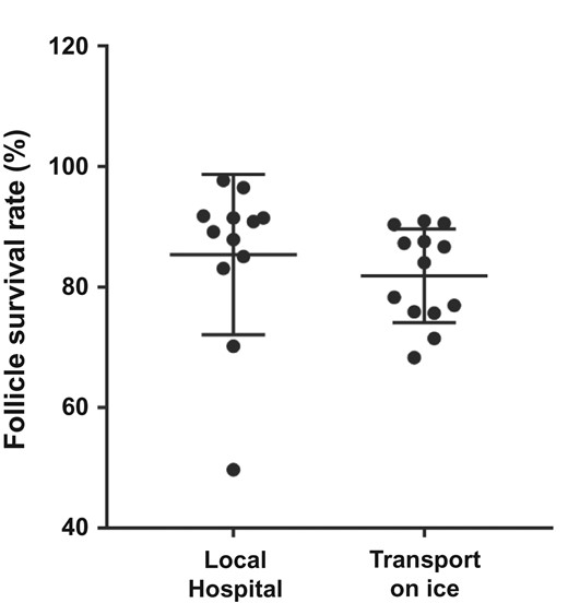 Average follicle survival rate (percentage) in frozen/thawed ovarian tissue collected at the local hospital in preheated culture media (n = 12 cases) compared to ovarian tissue transported on ice for up to 6 h prior to freezing (n = 13 cases). No significant difference in follicle survival rate was found between the two groups.