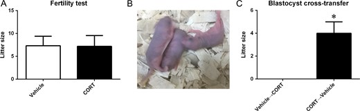 Fertility test and blastocyst cross-transfer. (A) Litter size of the hypercortisolism female mice and controls without corticosterone (CORT)-treatment in pregnancy. (B) Mice vehicle-treated during pregnancy (n = 5) with transferred blastocysts from CORT-treated mice gave birth pups; however, no mice CORT-treated during pregnancy (n = 9) with transferred blastocysts from vehicle-treated mice produced offspring. (C) Litter size of blastocyst cross-transfer.