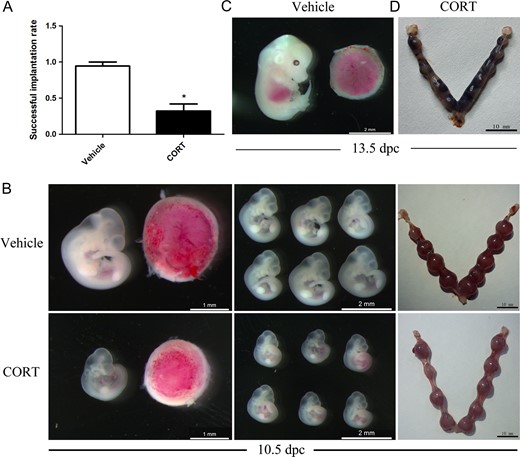 Hypercortisolism female mice treated before and after pregnancy with corticosterone (CORT) were infertile. (A) The rate of successful implantation in the CORT-treated group (n = 30) was less than in the vehicle-treated group (n = 10) at 5.5 days post coitus (dpc). (B) The CORT-treated placentas were smaller and embryos also decreased in size at 10.5 dpc. (C) The vehicle-treated embryos at 13.5 dpc. (D) The uteri of CORT-treated mice contained necrotic fetuses.