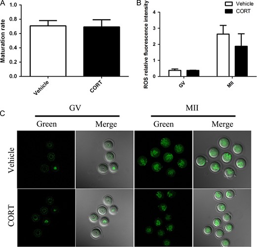 Oocyte maturation and reactive oxygen species (ROS) production in oocytes from corticosterone (CORT)-treated mice. (A) The in IVM maturation rate from CORT-treated mice (n = 196) and vehicle-treated mice (n = 120). (B) Histogram showing quantification of dichlorofluorescein (DCFH) fluorescence; there was no significant difference of ROS production compared to the vehicle-treated group (P > 0.05). (C) ROS production in germinal vesicle (GV) and metaphase 2 (MII) oocytes from CORT-treated mice and vehicle-treated mice.