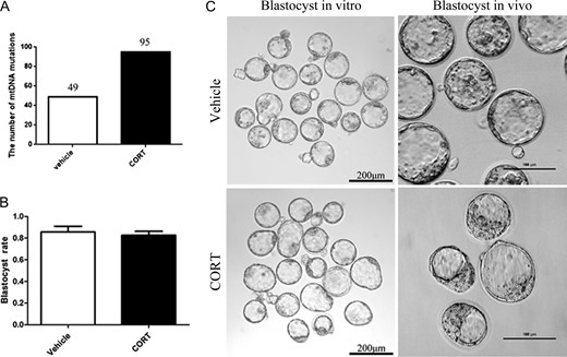 MtDNA mutations in oocytes and blastocyst production in vitro and in vivo in corticosterone (CORT)-treated mice. (A)The number of mtDNA mutations changed significantly compared to the vehicle-treated group (P < 0.05). (B) Histogram showing blastocyst rate by IVF (P < 0.05). (C) The morphology of blastocysts produced in vitro and in vivo.