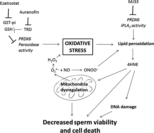 Schematic model of action of PRDX6 to assure sperm viability and DNA integrity. The inhibition of PRDX6 Ca2+-iPLA2 by MJ33 or the indirect blockage of its peroxidase activity targeting GST-pi with ezatiostat or TRD with Auranofin, can promote oxidative stress by increasing lipid peroxidation and mitochondria dysregulation. This will lead to an increase in O2•− that together with NO• will produce ONOO– capable of generating lipid peroxidation. As a result, endogenous 4HNE and 8OHdG levels will increase, affecting DNA integrity and ultimately decreasing viability.
