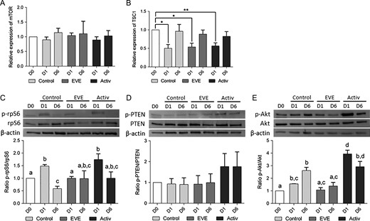 PI3K activators and mTORC1 inhibitor act on primordial follicle activation through the PI3K/Akt/mTORC1 pathway. RT-qPCR and western blotting analysis were performed on isolated follicles and ovarian fragments, respectively, after 0, 1 or 6 days of culture (D0, D1 and D6). (A, B) mTOR transcript levels within the follicles were constant throughout the culture period (A) while TSC1 mRNA relative expression was downregulated after 1 day of culture (B). The relative amount of each transcript was normalized based on HPRT and YWHAZ expression levels. *P < 0.05; **P < 0.01. (C–E) Short term exposure with activators increased phospho-PTEN levels, upregulated the phosphorylation of S473 Akt and downstream rpS6 proteins at D1 compared to control, without affecting total PTEN, Akt and rpS6 content. Treatment with EVE dramatically reduced phospho-rpS6 at D1 compared to control, without affecting either p-PTEN/PTEN or p-Akt/Akt ratios. β-actin was used as loading control. Different letters indicate P < 0.05.