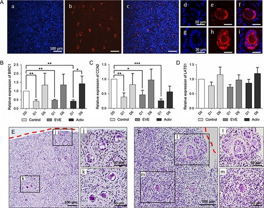 Hippo signaling disruption following ovarian fragmentation promotes follicular activation. (A) Localization of YAP protein within human ovarian cortex after thawing. YAP was specifically expressed by the follicles (a–c). YAP was located in the nucleus of the flattened granulosa cells of the primordial follicles (d–f) and translocated into the cytoplasm of the cuboidal cells of the activated follicles (g–i). a, d, g: Hoechst staining; b, e, h: YAP staining; c, f, i: merge. (B, C) BIRC1 and CCN2 transcript levels were upregulated immediately after thawing, and tended to increase again at Day 6. (D) No significant difference was observed in LATS1 mRNA relative expression in isolated follicles. The relative amount of each transcript was normalized based on HPRT and YWHAZ expression levels. *P < 0.05; **P < 0.01; ***P < 0.001. (E, F) Localization of in vitro grown follicles within the cortex after 3 (E) and 6 (F) days of culture in control medium. Follicles located close to the section site were more developed (j, l) than those localized deeper in the cortical tissue (k, m). Dotted red lines = section area.