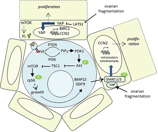 Proposed model for human primordial follicle activation. (i) Ovarian fragmentation disrupts the Hippo pathway within the granulosa cells (GC), resulting in YAP translocation into the nucleus and the transcription of CCN2 and BIRC1, involved in GC proliferation. (ii) mTOR promotes Kit ligand (KL) secretion by the GC, which binds to its oocyte c-Kit receptor. In response, the PI3K/Akt/mTORC1 pathway within the oocyte is activated, leading to its growth and the production of BMP15 and GDF9. (iii) BMP15 and GDF9 secretion by the oocyte, together with YAP activation following ovarian fragmentation, may cooperate to activate SMAD2/3 and form the YAP-SMAD2/3/4 complex. After nuclear translocation, this complex would be able to promote the transcription of growth factors. Altogether, these two pathways allow a coordinated development of both the oocyte and its neighboring GC.