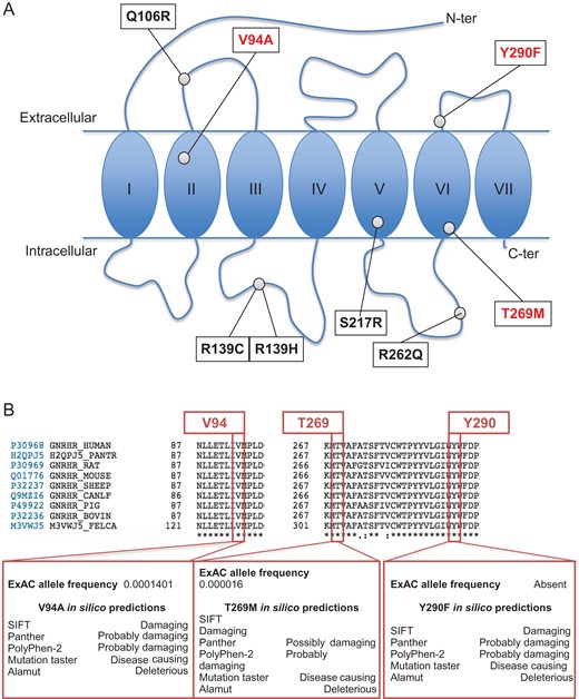 GnRHR mutations found in nCHH patients included in the study and in silico characterization of V94A, T269M and Y290F. A: Schematic representation of the GnRH receptor, with sites of mutations found in nine previously unreported nCHH female patients and in three previously reported cases (see Table I). In red are mutations analyzed in the present work, in black are previously reported and analyzed mutations. B: Characteristics of three mutations in three previously unreported families (Families #1–#3 in Fig. 1, and Subjects #1–#4 in Table I). Interspecies alignment of the V94A, T269 and Y290 amino acid residues, using the Uniprot consortium (available online at www.uniprot.org), showed that these three residues are conserved. Allelic frequency and in silico predictions of V94A, T269M and Y290F amino acid changes are reported in the lower inserts (for details see Materials and Methods and Results sections, and Supplementary Data).