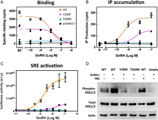In vitro characterization of the Y290F and T269M GNRHR mutations. A: Competitive binding curves for the Y290F and T269M GNRHR mutants compared to the wildtype (WT) receptor in transiently transfected COS-7 cells (fibroblast-like cell line derived from monkey kidney). Cells were incubated with a 125I-labeled GnRH agonist in the presence of graded concentrations of unlabeled GnRH. Binding was reduced with the Y290F mutant and completely abolished with the T269M mutant. Data are means and range of a single representative experiment performed at least three times in duplicate. B: Inositol phosphate (IP) accumulation in transiently transfected COS-7 cells, showing impaired or abolished response with the Y290F and T269M GnRHR mutants. Data are means and range of a single representative experiment performed at least three times in duplicate. C: Serum responsive element (SRE)-coupled luciferase concentration-response curves in transiently transfected HEK293T cells (derived from human embryonic kidney). Luciferase activity (arbitrary units by luminometry; a.l.u.) are shown as a ratio of beta-galactosidase activity (optical density) used as internal control for transfection efficiency. SRE activity was reduced with the Y290F mutant and absent with the T269M mutant. This experiment was performed four times in triplicate. D: ERK1/2 phosphorylation by western blot in transiently transfected HEK293T cells. After transfection, cells were treated with 10 nM GnRH, 10% fetal bovine serum (FBS) or vehicle, for 10 min. ERK phosphorylation was reduced and absent with the Y290F and T269M mutants, respectively. Data are representative of three experiments. For more details see Materials and Methods and Results and Supplementary Data.
