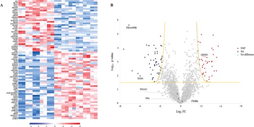 Exosomes derived from the seminal fluid of NSP and SA men displayed significant differences in their proteomic profile. (A) Heat map of supervised hierarchical clustering of differentially expressed proteins detected in each individual sample. Blue, increased expression relative to SEs from SA men; red, increased expression relative to SEs from NSP men; white, no difference in expression. (B) Volcano plot showing significantly differentially expressed proteins. The data for all proteins are plotted as log2 fold change (FC) versus the −log10 of the adjusted P-value. Thresholds are shown as dashed lines. Proteins selected as significantly different are highlighted as blue dots if over-represented in exosomes from SA patients or red dots if over-represented in exosomes derived from NSP men. White dots: no difference in expression. Named proteins have been evaluated in the validation phase.