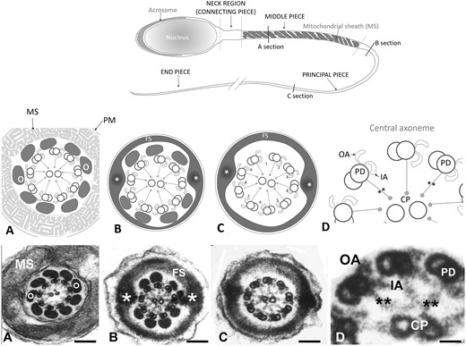 Structure of the tail of a normal human spermatozoon. Upper panel: schematic drawing of a normal human spermatozoon showing three consecutive sections along the length of the tail: middle piece, principal piece and end piece. Transversal lines along its length mark the level of the cross sections displayed in the schematic panel drawings (middle panel) and the electron microscope images (lower panel): (A) mid piece, (B) proximal principal piece, (C) distal principal piece and (D) higher magnification detail of the axoneme. Panel A: schematic drawings and sections of the mid piece: circumferential to the axoneme there are nine outer dense fibres (o) each associated to the corresponding peripheral pair. They are surrounded by a helically arranged mitochondrial sheath (MS). At the proximal principal piece (Panel B) mitochondria are replaced by the Fibrous Sheath (FS), which is organised in two longitudinal columns (*) that replace outer dense fibres 3 and 8 and are joined by transverse hemi-circumferential ‘ribs’ (FS). At the distal principal piece (Panel C) all outer dense fibres disappear and the axoneme is only surrounded by the Fibrous Sheath. Panels D: higher magnification details of three peripheral doublet microtubules (PD) projecting in a clockwise direction toward the next PD OA and IA dynein arm, and radial spokes (**) towards the central pair. Magnification bars: (A) 150 nm, (B) 140 nm, (C) 104 nm, and (D) 26 nm.