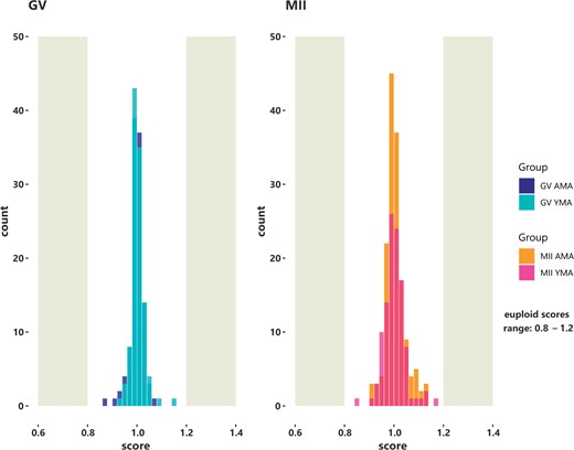 Bell shaped histograms illustrate the score of the average euploid GV and MII oocytes. Normal scores generated by scploid software range between 0.8 and 1.2 (euploidy status). Based on the allele specific gene expression, a score of 1 indicates that no aneuploid chromosomes were present. The results derived from the RNA sequencing data analysis. AMA, advanced maternal age; GV oocyte, germinal vesicle oocyte; MII oocyte, metaphase II oocyte; YMA, young maternal age.