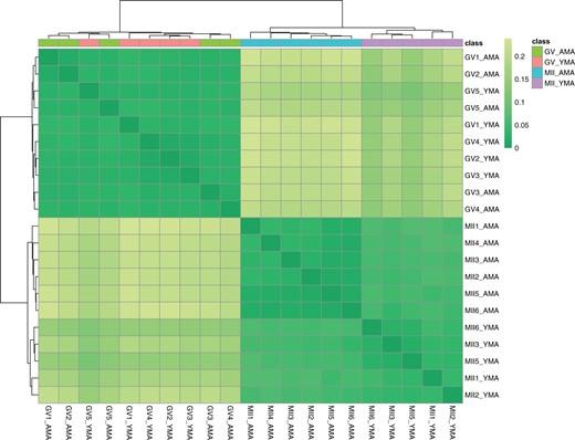 Heatmap with colours highlighting the distance matrix (Spearman’s correlation). Colour gradient ranges from dark green (minimum distance) to light green. Horizontal bars (on the top of heatmap) represent the maternal age class. Cluster identification is facilitated by the two dendrograms. AMA, advanced maternal age; GV oocyte, germinal vesicle oocyte; MII oocyte, metaphase II oocyte; YMA, young maternal age.