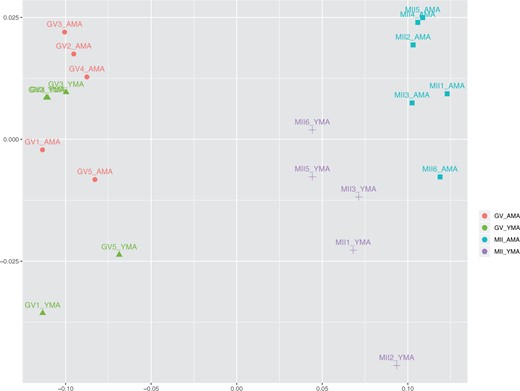 MDS plot illustrating GV and MII oocytes of YMA and AMA categories. The samples are coloured according to the maternal age and the developmental stage of the oocytes. AMA, advanced maternal age; GV oocyte, germinal vesicle oocyte; MDS, multidimensional scaling; MII oocyte, metaphase II oocyte; YMA, young maternal age.