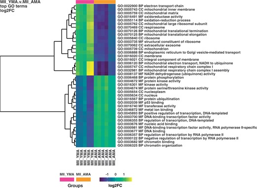 Heatmap illustrating MII YMA and AMA oocyte classification. Colour gradient ranges from dark blue to yellow. Horizontal bars (on the top of heatmap) represent the maternal age class of the oocytes MII YMA (purple) and MII AMA (orange). Ontological cluster identification is facilitated by the dendrogram (left). The ontological term and the type of the ontology terms are illustrated on the right. AMA, advanced maternal age; BP, biological process; CC, cellular component; FC, fold change; GO, gene ontology; MF, molecular function; MII oocyte, metaphase II oocyte; YMA, young maternal age.