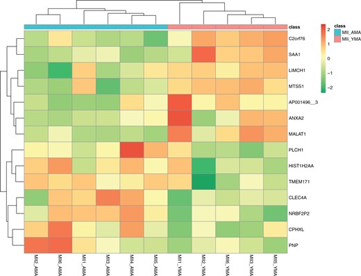 DaMiRseq analysis using the 14 features revealed by the FReduct function. Heatmap with colours highlighting MII YMA and AMA oocytes classification (class). Colour gradient ranges from dark green to red. Horizontal bars (on the top of heatmap) represent the maternal age group. Cluster identification is facilitated by the two dendrograms. AMA, advanced maternal age; MII oocyte, metaphase II oocyte; YMA, young maternal age.