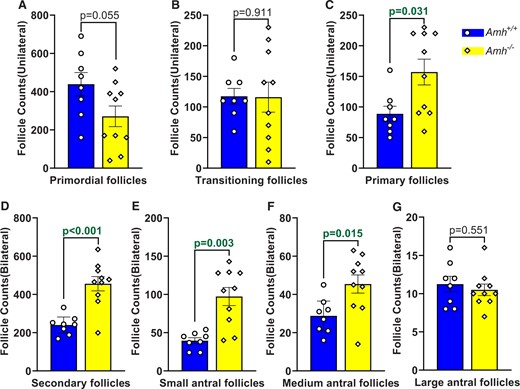 Absolute follicle counts in Amh+/+ and Amh−/− mice at 100–120 days of age. Primordial (A), transitioning (B) and primary follicles (C) were counted in single ovaries per mouse. Secondary (D), small antral (E), medium antral (F) and large antral follicles (G) were counted across both ovaries. Data are expressed as mean ± SEM and data were analysed by Student’s t-test (A, D, F, G) unless the assumptions were not met, in which case Mann–Whitney U tests were used (B, C, E). Amh+/+ mice n = 8, Amh−/− mice n = 10. AMH, anti-Müllerian hormone.
