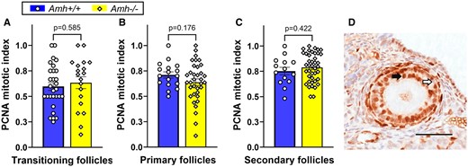 Granulosa cell mitotic index as a measure of follicle development rate in adult Amh+/+ and Amh−/− mice. (A) transitioning follicles (Amh+/+: n = 29, Amh−/−: n = 19), (B) primary follicle (Amh+/+: n = 17, Amh−/−: n = 35) and (C) secondary follicles (Amh+/+: n = 14, Amh−/−: n = 41) showed no significant difference between the genotypes (Student’s t-test). (D) Example of PCNA immunohistochemical staining (black arrow) and unstained (white arrow) granulosa cells in a secondary follicle from an Amh−/− mouse. Data are expressed as mean ± SEM Scale bar: 50 µm. AMH, anti-Müllerian hormone; PCNA, proliferating cell nuclear antigen.