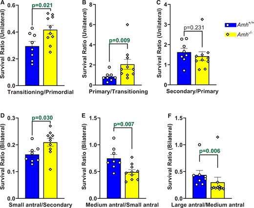 Activation and survival ratios between successive follicle development stages in Amh+/+ and Amh−/− mice. Survival ratios were calculated by dividing the follicle count at a particular stage by the follicle count at the preceding stage for each mouse. Survival ratios are shown for transitioning/primordial (A), primary/transitioning (B), secondary/primary (C), small antral/secondary (D), medium antral/small antral (E) and large antral/medium antral (F) follicles. Data are expressed as mean ± SEM and were analysed by Student’s t-test (A, D, E) unless the assumptions were not met, in which case Mann–Whitney U tests were used (B, C, F). Amh+/+ mice n = 8, Amh−/− mice n = 10. AMH, anti-Müllerian hormone.