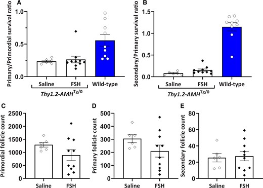 Follicle survival in AMH-overexpressing (Thy1.2-AMHTg/0) mice was not rescued by FSH treatment. Primary (A) and secondary (B) follicle survival rates in Thy1.2-AMHTg/0 mice treated with either FSH and cetrorelix (n = 10) or saline injection (n = 6). Follicle counts for primordial (C), primary (D) and secondary (E) follicles in the saline- and FSH-injected groups were conducted on one ovary from each mouse. Comparisons between the saline and FSH groups were compared with Student’s t-test. No significant differences were detected. Data are expressed as mean ± SEM. Data from untreated Amh+/+ mice are shown for comparison but were not included in the statistical analysis. AMH, anti-Müllerian hormone.