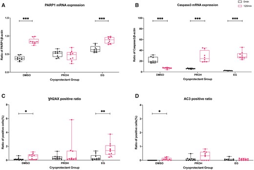 Quantification of DNA damage and apoptosis expression by real-time quantitative PCR and immunostaining in the thawed/warmed ovarian tissues with high and minimum residual cryoprotectant. Boxplots with all points showing min to max of poly (ADP-ribose) polymerase-1 (PARP1) and caspase 3 (CASP3) mRNA expression with respect to β-actin (A, B) and gamma H2A histone family member X (γH2AX) and activated caspase-3 (AC3) immune-positive cell ratios (C, D) in thawed/warmed ovarian tissues with high (0 min) and minimum (120 min) concentration of residual cryoprotectant. The groups were compared by Mann–Whitney test (***P < 0.001; **P < 0.01; *P < 0.05). DMSO, dimethyl sulfoxide; EG, ethylene glycol; PROH, 1,2-propanediol.