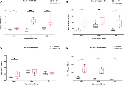 Quantification of PARP1 and CASP3 mRNA levels after 24 and 48 h ex vivo culture of the thawed/warmed ovarian tissues with high and minimum residual cryoprotectant. Boxplots with all points showing min to max of poly (ADP-ribose) polymerase-1 (PARP1) and caspase 3 (CASP3) mRNA expression with respect to β-actin. The effect of residual cryoprotectant (0 versus 120 min) was examined after 24 h of ex vivo culture (A, B) and 48 h of ex vivo culture (C, D). The groups were compared by Mann–Whitney test (***P < 0.001; **P < 0.01; *P < 0.05). DMSO, dimethyl sulfoxide; EG, ethylene glycol; PROH, 1,2-propanediol.