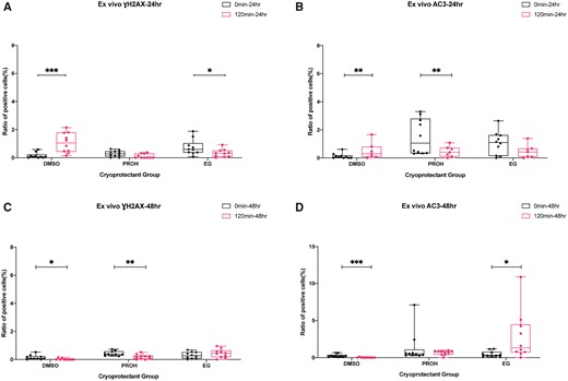 Immunostaining of γH2AX and AC3 after 24 and 48 h ex vivo culture of the thawed/warmed ovarian tissues with high and minimum residual cryoprotectant. Boxplots with all points showing min to max of gamma H2A histone family member X (γH2AX) and activated caspase-3 (AC3) immune-positive cell ratios. The effect of residual cryoprotectant (0 versus 120 min) was examined after 24 h of ex vivo culture (A, B) and 48 h of ex vivo culture (C, D). The groups were compared by Mann–Whitney test (***P < 0.001; **P < 0.01; *P < 0.05). DMSO, dimethyl sulfoxide; EG, ethylene glycol; PROH, 1,2-propanediol.