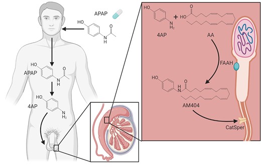 Summary figure. Schematic representation of de-acetylation of paracetamol (N-acetyl-para-aminophenol (APAP)) to 4-amoniphenol (4AP) and subsequent conjugation with arachidonic acid (AA) to form AM404. In contrast to APAP and 4AP, AM404 directly interferes with CatSper-mediated calcium influx and thereby potentially sperm function and male fertility. Created using BioRender.com.