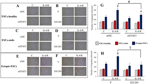Effects of IL-6/sIL-6R with or without inhibition of STAT3 activation by STAT3 siRNA knockdown or S3I-201 on cell migration. (A–F) Representative photomicrographs of cell migration in ESCs-healthy (A, B), ESCs-endo (C, D) and Ectopic-ESCs (E, F) treated with IL-6/sIL-6R or vehicle alone (PBS). (G) Number of migrated cells/mm2 in ESCs-healthy, ESCs-endo and Ectopic-ESCs treated with IL-6/sIL-6R or vehicle alone (PBS), with or without STAT3 siRNA knockdown. (H) Number of migrated cells/mm2 in ESCs-healthy, ESCs-endo and Ectopic-ESCs treated with IL-6/sIL-6R or vehicle alone (PBS) with or without S3I-201 (25 µg·ml−1). C, control (vehicle alone: PBS); Ectopic-ESCs, endometriotic stromal cells; ESCs, endometrial stromal cells; ESCs-endo, ESCs from patients with endometriosis; ESCs-healthy, ESCs from healthy women; IL-6/R, IL-6/soluable IL-6 receptor; S3I-201, STAT3 inhibitor; siNC, siRNA negative control; siSTAT3, siRNA STAT3; V, vehicle (DMSO for S3I-201) alone. ESCs-healthy: n = 10. ESCs-endo: n = 10. Ectopic-ESCs: n = 10. Numerical values are presented as the mean ± SD. *P < 0.05: versus Control. #P < 0.05: siNC versus siSTAT3. §P < 0.05: vehicle (DMSO for S3I-201) alone versus S3I-201.