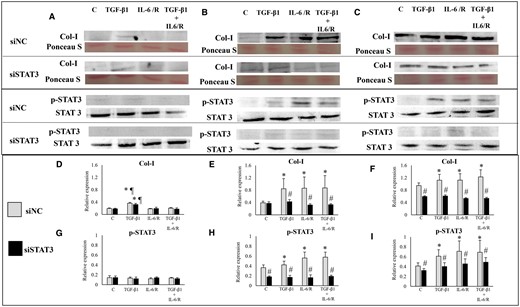 Effects of TGF-β1 and/or IL-6/sIL-6R with or without inhibition of STAT3 activation by STAT3 siRNA knockdown on collagen, type I, alpha 1 (Col I) protein expression. (A–C) Representative photomicrograph of western blot analysis for Col I, total protein (Ponceau S staining), p-STAT3 and STAT3 in the ESCs-healthy (A), ESCs-endo (B) and Ectopic-ESCs (C) groups. (D–F) Relative expression level of Col I in the ESCs-healthy (D), ESCs-endo (E) and Ectopic-ESCs (F) groups. Signal intensities were normalized to total protein (Ponceau S staining). (G–I) Relative expression levels of p-STAT3 in the ESCs-healthy (G), ESCs-endo (H) and Ectopic-ESCs (I) groups. Total and phosphorylated form levels were normalized to total protein, and the ratio of phosphorylated form/total level was calculated. C, control (vehicle alone: PBS); Ectopic-ESCs, endometriotic stromal cells; ESCs, endometrial stromal cells; ESCs-endo, ESCs from patients with endometriosis; ESCs-healthy, ESCs from healthy women; IL-6/R, IL-6/soluable IL-6 receptor; siNC, siRNA negative control; siSTAT3, siRNA STAT3. ESCs-healthy: n = 6. ESCs-endo: n = 8. Ectopic-ESCs: n = 8. Numerical values are presented as the mean ± SD. *P < 0.05: versus Control. ¶P < 0.05: versus IL-6/sIL-6R or IL-6/sIL-6R+ TGF-β1 treated group. #P < 0.05: siNC versus siSTAT3.