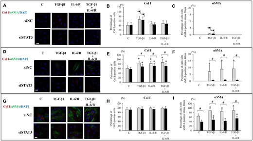 Effects of TGF-β1 and/or IL-6/sIL-6R with or without inhibition of STAT3 activation by STAT3 siRNA knockdown on Col I protein expression and αSMA+ stress fibers. (A, D, G) Representative photomicrographs of double immunofluorescence staining for Col I and αSMA after stimulation with TGF-β1 and/or IL-6/sIL-6R in ESCs-healthy (A), ESCs-endo (D) and Ectopic-ESCs (G). Scale bar: 50 μm. (B, E, H) The percentage of cells with Col I+ after stimulation with TGF-β1 and/or IL-6/sIL-6R in ESCs-healthy (B), ESCs-endo (E) and Ectopic-ESCs (H). (C, F; I) The percentage of cells with αSMA+ stress fibers after stimulation with TGF-β1 and/or IL-6/sIL-6R in ESCs-healthy (C), ESCs-endo (F) and Ectopic-ESCs (I). C, control (vehicle alone: PBS); DAPI, 4,6-diamidino-2-phenylindole; Ectopic-ESCs, endometriotic stromal cells; ESCs, endometrial stromal cells; ESCs-endo, ESCs from patients with endometriosis; ESCs-healthy, ESCs from healthy women; IL-6/R, IL-6/sIL-6R, IL-6/soluable IL-6 receptor; siNC, siRNA negative control; siSTAT3, siRNA STAT3. ESCs-healthy: n = 10. ESCs-endo: n = 10. Ectopic-ESCs: n = 10. Numerical values are presented as the mean ± SD. *P<0.05: versus Control. ¶P < 0.05: versus IL-6/sIL-6R or IL-6/sIL-6R+ TGF-β1 treated group. #P < 0.05: siNC versus siSTAT3.