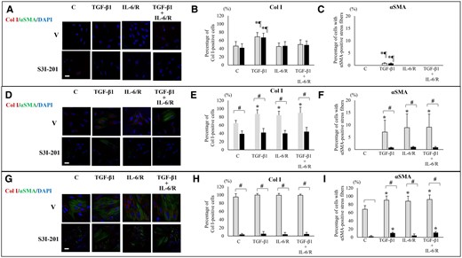 Effects of TGF-β1 and/or IL-6/sIL-6R with or without inhibition of STAT3 activation by S3I-201 on Col I protein expression and αSMA+ stress fibers. (A, D, G) Representative photomicrographs of double immunofluorescence staining for Col I and αSMA after stimulation with TGF-β1 and/or IL-6/sIL-6R in ESCs-healthy (A), ESCs-endo (D), and Ectopic-ESCs (G). Scale bar: 50 μm. (B, E, H) The percentage of cells with Col I+ after stimulation with TGF-β1 and/or IL-6/sIL-6R in ESCs-healthy (B), ESCs-endo (E) and Ectopic-ESCs (H). (C, F; I) The percentage of cells with αSMA+ stress fibers after stimulation with TGF-β1 and/or IL-6/sIL-6R in ESCs-healthy (C), ESCs-endo (F) and Ectopic-ESCs (I). C, control (vehicle alone: PBS); DAPI, 4,6-diamidino-2-phenylindole; Ectopic-ESCs, endometriotic stromal cells; ESCs, endometrial stromal cells; ESCs-endo, ESCs from patients with endometriosis; ESCs-healthy, ESCs from healthy women; IL-6/R, IL-6/soluable IL-6 receptor; S3I-201, STAT3 inhibitor; V, vehicle (DMSO for S3I-201) alone. ESCs-healthy: n = 10. ESCs-endo: n = 10. Ectopic-ESCs: n = 10. Numerical values are presented as the mean ± SD. *P < 0.05: versus Control. ¶P < 0.05: versus IL-6/sIL-6R or IL-6/sIL-6R+ TGF-β1 treated group. #P < 0.05: vehicle (DMSO for S3I-201) alone versus S3I-201.