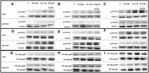 Representative photomicrograph of western blot analysis: effects of stimulation by TGF-β1 and/or IL-6/sIL-6R with or without inhibition of STAT3 activation by STAT3 siRNA knockdown on activation of STAT3, STAT1 and NF-κB p65. (A, D, G) ESCs-healthy. (B, E, H) ESCs-endo. (C, F, I) Ectopic-ESCs. C, control (vehicle alone: PBS); Ectopic-ESCs, endometriotic stromal cells; ESCs, endometrial stromal cells; ESCs-endo, ESCs from patients with endometriosis; ESCs-healthy, ESCs from healthy women; IL-6/R, IL-6/soluable IL-6 receptor; siNC, siRNA negative control; siSTAT3, siRNA STAT3. ESCs-healthy: n = 6. ESCs-endo: n = 8. Ectopic-ESCs: n = 8.