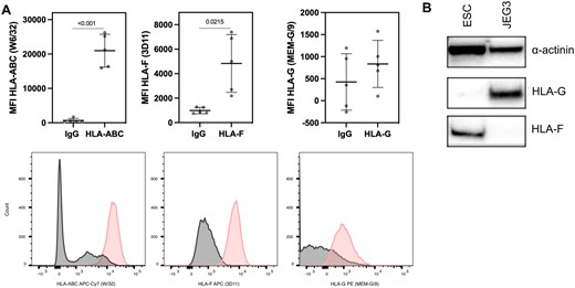 HLA class I expression profiles on primary endometrial stromal cells based on flow cytometry analysis. (A) The expression of the HLA class I molecules is shown in a CD45−CD90+ population. The plots depict Mean Fluorescence Intensity (MFI) of HLA-ABC (HLA class Ia), HLA-F and HLA-G. The data are shown as mean±SD (paired t-test). Below, histograms of HLA-ABC, HLA-F and HLA-G staining within the CD45−CD90+ selection (pink). (B) Western blot of HLA-F (42 kDa) and HLA-G (45 kDa) on endometrial stromal cells (ESC) and on the choriocarcinoma cell line JEG3 (JEG3). α-Actinin (110 kDa) serves as loading control.
