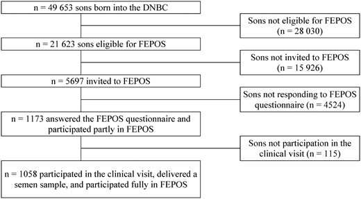 Flowchart of the inclusion of participants in the fetal programming of semen quality (FEPOS) cohort, nested within the Danish National Birth Cohort (DNBC), Denmark, 1998–2019.