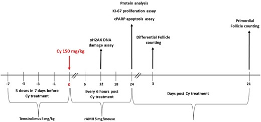 In vivo experimental outline. Female 8-week-old BALB/c mice were randomly allocated to one of four treatment groups (n = 8 mice per treatment group): mice were given a single intraperitoneal injection of 200 µl of PBS; mice received Temsirolimus (Tem) alone (5 mg/kg, 5 doses in 7 days before Cyclophosphamide (Cy) treatment); mice received a single intraperitoneal injection of Cy (150 mg/kg); mice received Tem (5 mg/kg, 5 doses in 7 days before Cy treatment) followed by a single intraperitoneal injection of Cy (150 mg/kg). In the second unit of in vivo experiments (n = 8 mice per treatment group), mice received recombinant anti-Müllerian hormone (rAMH) as well (5 µg/mouse, 5 doses in 24 h—every 6 h following the administration of Cy), in addition to Tem, Cy, both Tem and Cy, or alone. Four of the mice were killed 24 h after Cy treatment and their ovaries removed and either snap frozen in liquid nitrogen for protein analysis or immersed in 4% paraformaldehyde (PFA) for cytohistological analysis. The remaining mice were killed 3 or 21 days after Cy treatment, and their ovaries removed, immersed in 4% PFA and processed for follicle counting hematoxylin and eosin staining.