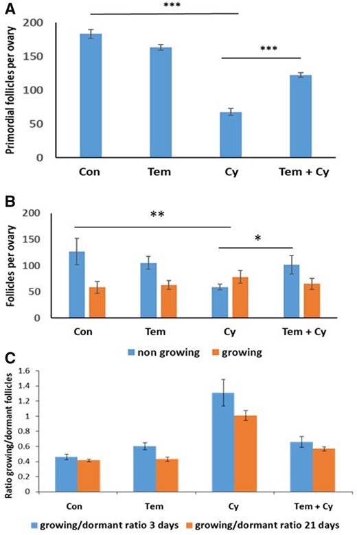 Temsirolimus in vivo counting. Ovaries from 8-week-old mice that were removed 3 or 21 days after a single dose of Cyclophosphamide (Cy, 150 mg/kg) or the equivalent volume of PBS with or without cotreatment with Temsirolimus (Tem) and were stained with hematoxylin and eosin for follicle count. (A) Primordial follicle counting 21 days after Cy treatment: 5–10 ovaries were counted for follicles per group. Statistical analysis was performed by the mixed procedure followed by Tukey’s multiple comparison test. (B) Growing (primary + secondary) and dormant (primordial) follicles counting 3 days after Cy treatment: 5–7 ovaries were counted for follicles per group. Statistical analysis was performed by the mixed procedure followed by Tukey’s multiple comparison test. (C) Comparison of the growing/dormant follicle ratio between ovaries removed at 3 and 21 days following Cy exposure. *P < 0.05, **P < 0.01, and ***P < 0.001. Data were expressed as the mean ± SEM. Statistical analysis was performed by Brown Forsythe ANOVA followed by Dunnett’s multiple comparison test. Con: control.
