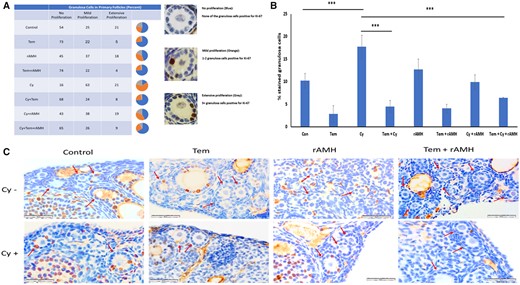 Inhibition of primary follicle proliferation by Temsirolimus and recombinant AMH. Sample mouse ovary sections were used for immunohistochemistry and stained for proliferation marker Ki-67. An analysis of ovaries from 8-week-old mice that were removed 24 h after a single dose of Cyclophosphamide (Cy, 150 mg/kg) or the equivalent volume of PBS with or without cotreatment with Temsirolimus (Tem) and/or recombinant anti-Müllerian hormone (rAMH). (A) Categorization of primary follicles according to number of stained granulosa cells (as percentage of total primary follicles per group). In the pie charts: blue—no staining in any granulosa cell; orange—1–2 granulosa cells stained; and grey—3+ granulosa cell stained. Representative images of primary follicles group types are demonstrated on the right. (B) Quantification of stained granulosa cells out of all granulosa cells in total primary follicles per group (percentage of total granulosa cells): the number of granulosa cells per follicle was similar in all groups (12.7–14.1). ***P < 0.001. Data were expressed as the mean ± SEM. Statistical analyses were performed by one-way ANOVA followed by Kruskal–Wallis test and Dunns multiple comparison. (C) Ovary sections were used for immunohistochemistry and stained for proliferation marker Ki-67. Red arrows indicate primary follicles. Sections from a minimum of three animals in each group were stained. Con: control.