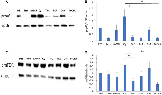 Combined treatment of Temsirolimus and recombinant AMH reduced cyclophosphamide-induced PI3K pathway activation. Protein analysis of ovaries from 8-week-old mice that were removed 24 h after a single dose of cyclophosphamide (Cy and C, 150 mg/kg) or the equivalent volume of PBS with or without cotreatment with Temsirolimus (Tem and T) and/or recombinant anti-Müllerian hormone (rAMH and A). (A) Representative western blot of A: prpS6 and rpS6, (C) pmTOR, and vinculin. (B) Intensity of the prpS6/rpsS6 ratio from five ovaries. (D) pmTOR/mTOR ratio from three ovaries. *P < 0.05 and **P < 0.01. Data were expressed as the mean ± SEM. Statistical analyses were performed by the mixed procedure followed by Tukey’s multiple comparison test. mTOR: mammalian target of rapamycin.