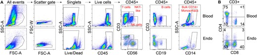 Raw flow cytometry gating strategy used to identify basic immune populations. Blood and endometrial (Endo) profiles reveal tissue-specific effects on immune composition. Data shown are from matched blood and endometrial biopsy from the same patient cycling naturally. Samples were processed and stained with the identical antibody cocktails at the same time. (A) Gating scheme for live, singlet, and CD45+ cells. Among CD45+ cells, we show T cells (CD3+CD56−), natural killer T-like (NKT-like) cells (CD3+CD56+), NK cells (CD56+CD3-), B cells (CD19+CD3−), bulk CD14+ monocytes (blood), and bulk CD14+ monocytes/macrophages (endometrium). (B) Subsetting of CD45+CD3+ T cells by expression of CD4 and CD8. CD4+ T cells are rare in the endometrium, while CD4/CD8 double-negative T cells emerge in the endometrium. Numbers on plot denote percent of cells within indicated gates.