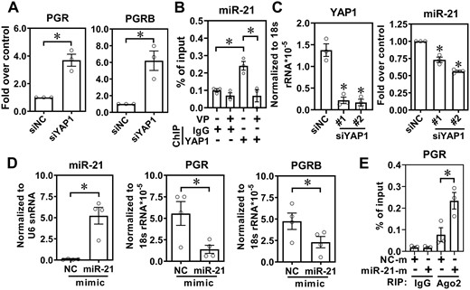 Levels of progesterone receptor (PGR) are suppressed by yes-associated protein 1 (YAP1) via miR-21-5p. (A) PGR and PGR-B levels were quantified in human ectopic endometriotic stromal cells with or without YAP1 knockdown for 48 h (n = 3). siNC: knockdown control. (B) Chromatin immunoprecipitation (ChIP)-PCR assay shows the binding of YAP1 to the miR-21-5p promoter. Ectopic endometriotic stromal cells were treated with vehicle or verteporfin (VP) for 24 h and the ChIP was performed by control IgG or anti-YAP1 antibody. The level of YAP1 binding to the gene locus was analyzed by real-time PCR quantification (n = 3). (C) YAP1 and miR-21-5p expression levels were determined in human endometriotic stromal cells with or without YAP1 knockdown for 48 h (n = 3). (D) Control mimic (NC) or miR-21-5p mimic (50 nM) was transfected into normal endometrial stromal cells for 48 h. Levels of miR-21-5p (left panel), PGR (middle panel), and PGR-B (right panel) were determined by RT-qPCR (n = 4). (E) Normal endometrial stromal cells were transfected with control RNA (NC-m) or miR21 mimics (miR21-m) for 48 h. The binding of miR-21/Ago2 complex to the PGR 3′UTR was immunoprecipitated with control IgG or anti-Ago2 antibody followed by RT-qPCR (n = 3). Asterisks (*) indicate P < 0.05. Results were presented as mean ± SEM.
