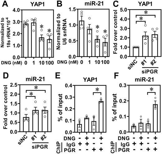 Inhibition of yes-associated protein 1 (YAP1) and miR-21-5p by progesterone. Normal endometrial stromal cells were treated with different doses of dienogest (DNG, 1–100 nM) for 24 h and levels of YAP1 (A) and miR-21-5p (B) were quantified by RT-qPCR (n = 3). (C and D) Knockdown of progesterone receptor de-repressed YAP1 and miR-21-5p. Normal endometrial stromal cells were transfected with scramble siRNA (siNC) or siRNA targeting progesterone receptor (PGR) (siPGR) for 48 h and the levels of YAP1 (C) and miR-21-5p (D) were quantified (n = 4). Normal endometrial stromal cells were treated with vehicle or DNG (10 nM) for 24 h and chromatin immunoprecipitation (ChIP)-PCR was performed to determine the binding of PGR to the promoters of YAP1 (E) and miR-21-5p (F), respectively (n = 3). Asterisks indicate P < 0.05.