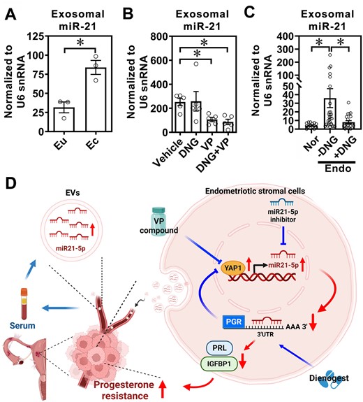 Extracellular vesicle-miR-21-5p as a serum biomarker for endometriosis. (A) Levels of miR-21-5p were quantified in EVs isolated from eutopic (Eu) endometrial stromal cells and ectopic (Ec) endometriotic stromal cells (n = 3/each). (B) Sera EV-miR-21-5p in endometriosis-like mice treated with vehicle, dienogest (DNG), verteporfin (VP), or both (DNG + VP) for 1 month. Extracellular vesicles were isolated by using a size-exclusion chromatographic column and EV-miR-21-5p was quantified using real-time RT-qPCR. (C) Levels of miR-21-5p were quantified in EVs isolated from sera of normal patients (Nor, n = 15), endometriosis (Endo) patients without DNG treatment (−DNG, n = 25), and endometriosis patients who had received DNG treatment for 6 months (+DNG, n = 21). The levels of miR-21-5p were measured by RT-qPCR. Asterisks (*) indicate P < 0.05. (D) Schematic drawing of working model.