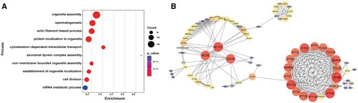 Potential downstream molecular changes regulated by IQCN. (A) Gene Ontology term enrichment of downregulated DEPs. (B) Protein–protein interaction network of downregulated DEPs enriched in microtubule-related processes. The plot was represented using STRING. The PPI dot size and color represent the degree of the network, and red indicates the hub genes. IQCN, IQ motif-containing N; DEP, differentially expressed proteins; PPI, pixel per inch.