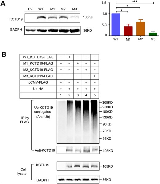 Impact of KCTD19 mutations on protein stability and protein degradation by ubiquitination in vitro. (A) Immunoblotting (IB) analysis revealing the effects of the mutations on KCTD19 protein expression levels in HEK293T cells transfected with wild type (WT) or mutant (M) plasmids. WT, M1, M2, and M3 represent plasmids encoding WT KCTD19-3×FLAG, p.E210K_KCTD19-3×FLAG, p.P298L_KCTD19-3×FLAG, and p.G770D_KCTD19-3×FLAG, respectively. The histograms below indicate the relative expression levels of KCTD19. The data are shown as means and standard errors of the mean. *P < 0.05, ***P < 0.001. (B) Detection of KCTD19 ubiquitination in HEK293T cells cotransfected with WT/mutant KCTD19-3×Flag and pCMV-Ubiquitin (Ub)-HA. Top: anti-Flag immunoprecipitation (IP) pellets immunoblotted with anti-Ub for Ub-KCTD19 conjugates (upper), or anti-KCTD19 to normalize the loading amounts (lower). Bottom: IB of KCTD19 protein levels in respective cell lysates, with GAPDH serving as a loading control.