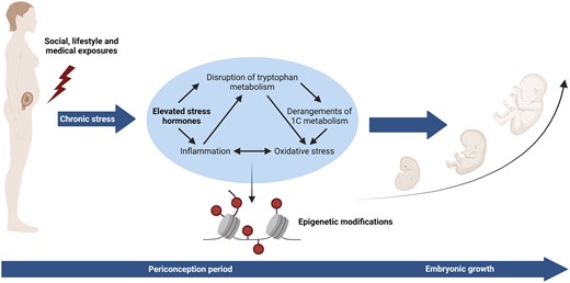 Biological pathways potentially involved in maternal vulnerability.