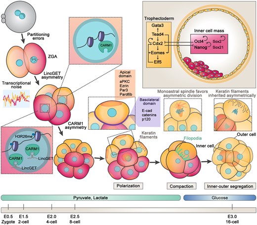 Overview of mouse preimplantation embryo development. Summary of development from the zygote to blastocyst stages in the mouse. Early heterogeneities are detectable at the 2-cell stage coinciding with zygotic genome activation (ZGA). At the 4-cell stage CARM1 asymmetry drives differential transcription factor expression favoring pluripotency over trophectoderm identity. Changes in embryo metabolism, polarization, and compaction occur at the 8-cell stage with distinct inner and outer cells formed at the 16-cell stage. Unique monoastral spindles in some blastomeres favor asymmetric division producing polar–apolar daughters. The asymmetric inheritance of keratin filaments also favors the trophectoderm program. Transcription factor networks specific to TE or ICM cell lineages are summarized.