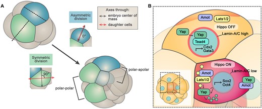 Cleavage planes and cell position are linked to cell fate at the 8- to 16-cell stage. (A) Cleavage angle determines symmetric versus asymmetric divisions. Asymmetric divisions occur when the cleavage angle is ≤30° between lines drawn from the embryo to blastomere center of mass and between the two daughter cells. Symmetric divisions occur when the cleavage angle is equal to 90°, producing polar-polar outer cells. (B) Hippo signaling couples position and contractility with lineage-specific transcription. In outer cells, Amot and Lats1/2 kinase are sequestered at the apical domain rendering Hippo signaling ‘off’. Yap is free to shuttle to the nucleus where in combination with Tead4 results in the expression of trophectoderm transcription factors Cdx2 and Gata3. Without an apical domain, inner cells maintain active Hippo signaling with phosphorylated Amot located in the cytoplasm. This is reinforced by the downregulation of Lamin-A/C in response to a decrease in cortical tension when cells internalize. This leads to Yap phosphorylation via Lats1/2 kinase and the rapid degradation of phosphorylated Yap prevents nuclear shuttling, enabling the expression of pluripotency-associated factors Sox2 and Oct4.