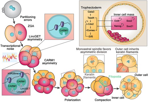 Lineage segregation requires crosstalk between cell position, polarity, and mechanical signaling and is defined by the activation of core transcriptional networks. ZGA, zygotic genome activation.