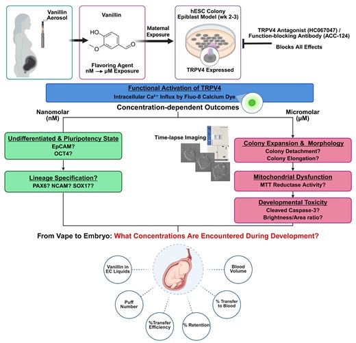 電子たばこ香料バニリンがヒト胚性幹細胞発生を阻害(Vanillin Flavoring in E-Cigarettes Disrupts Human Embryonic Stem Cell Development) 電子たばこ香料バニリンがヒト胚性幹細胞発生を阻害(Vanillin Flavoring in E-Cigarettes Disrupts Human Embryonic Stem Cell Development)